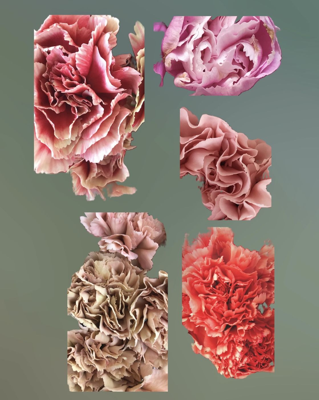 Digital collage: cut carnation fragments on sage.