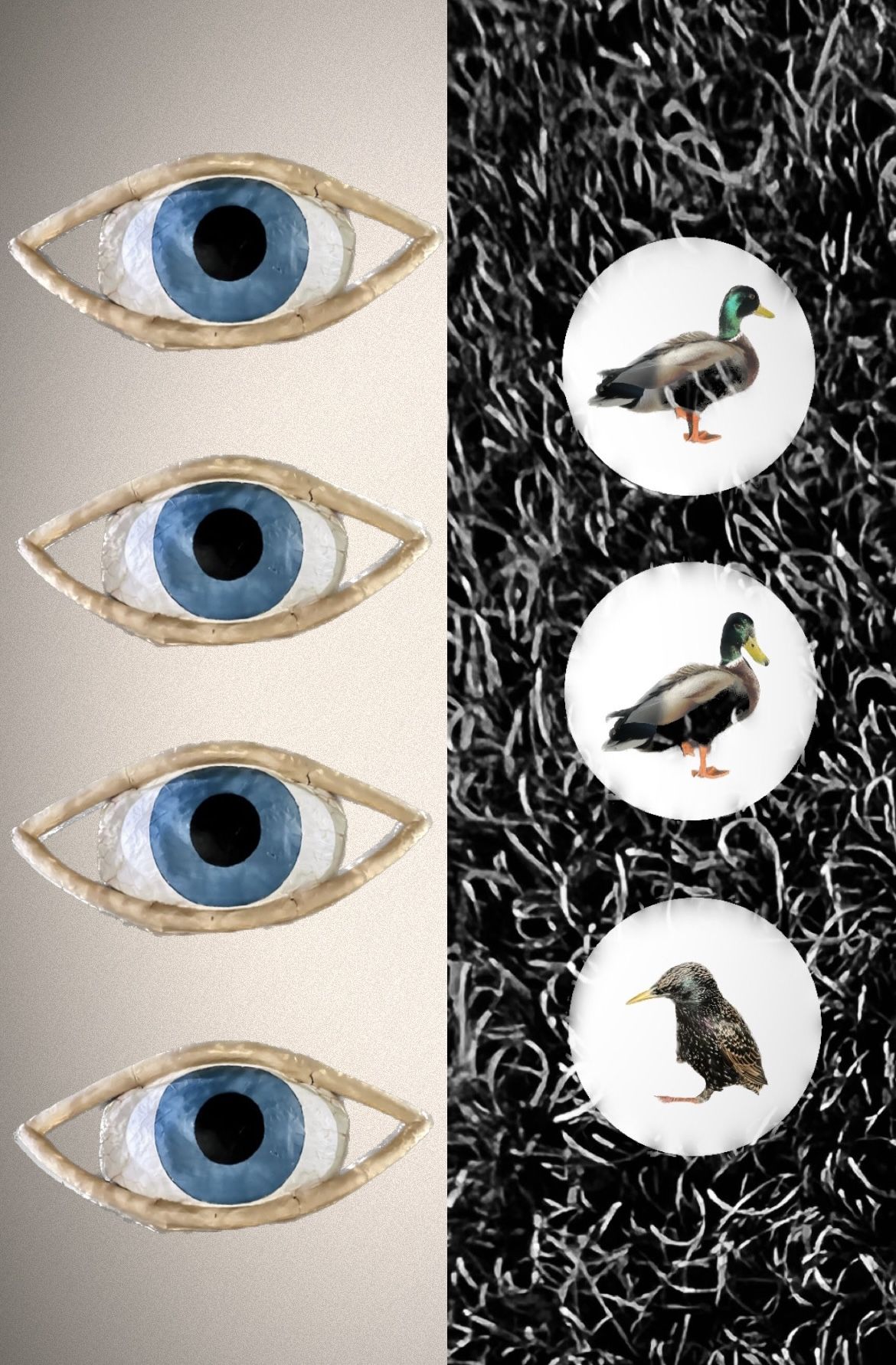 Digital collage: column of eyes beside ducks in white circles on black/white.