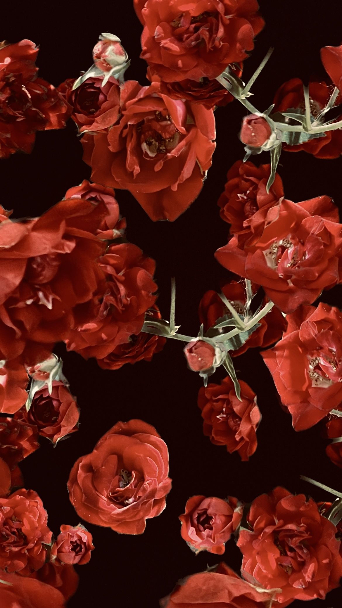 Digital collage: red roses scattered on dark ground.